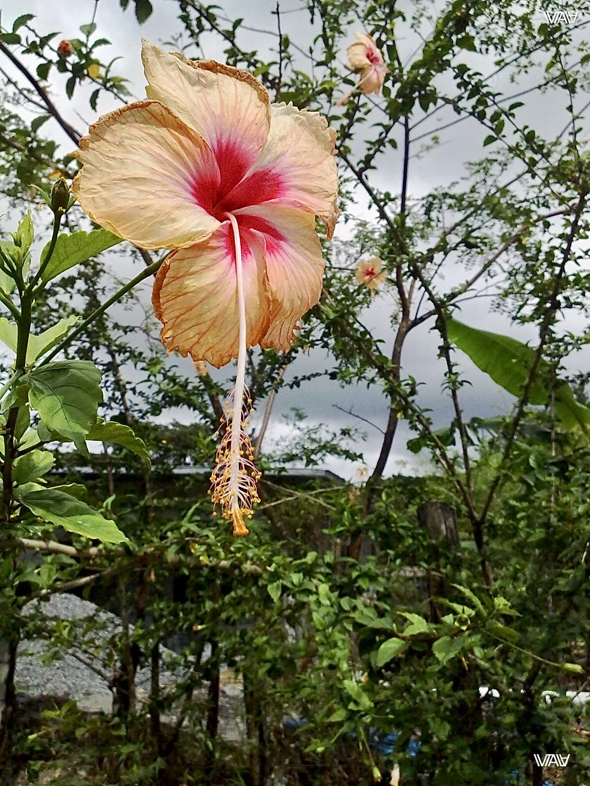 Unbelievable beautiful flowers from fairy tales. Hot Springs, Panama 