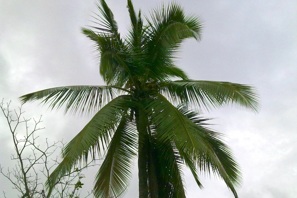 Обожаю пальмы! Лас Лахас, Панама 