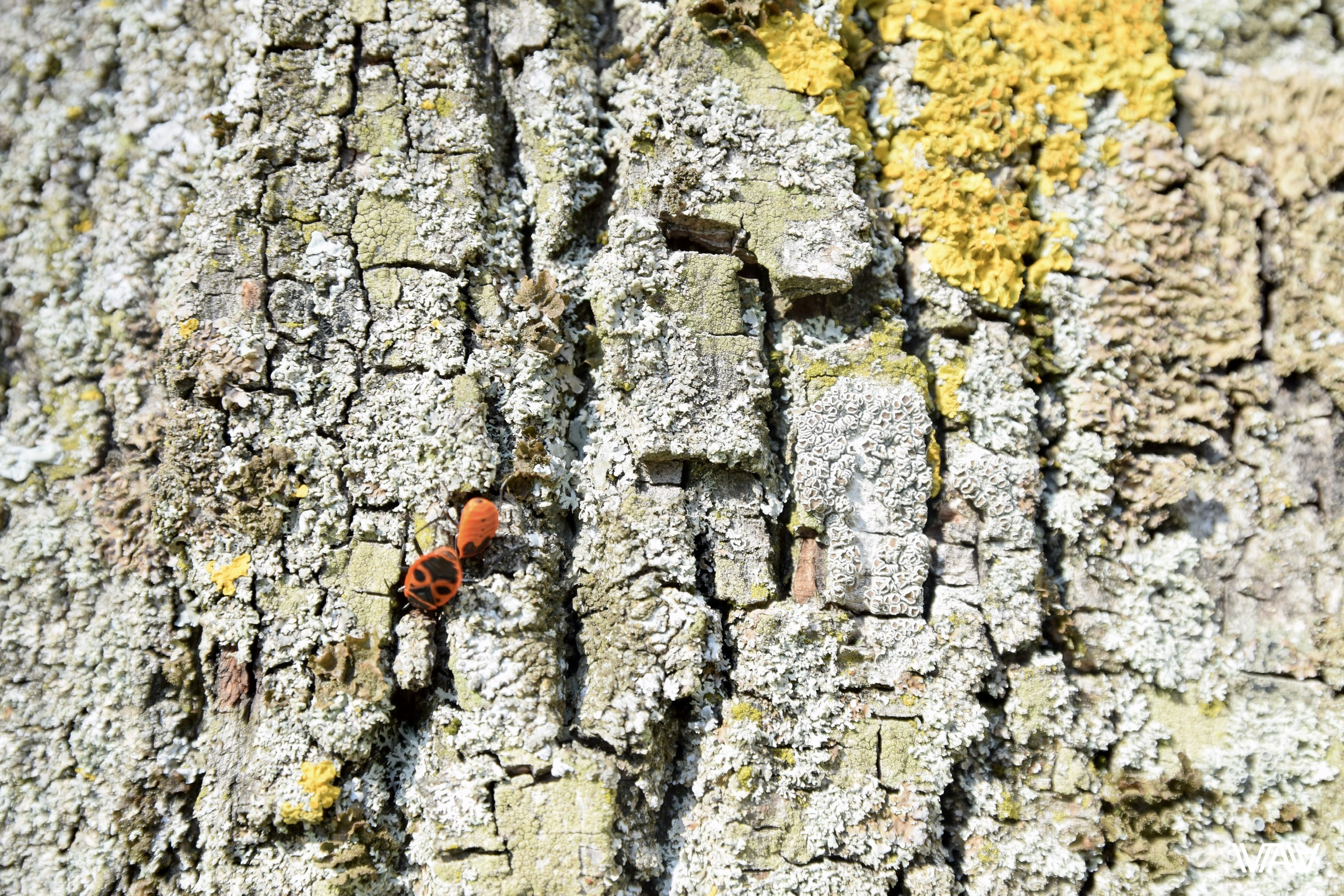 Природа не отстаёт и украшает собой деревья. Несвижский замок, Несвиж, Беларусь