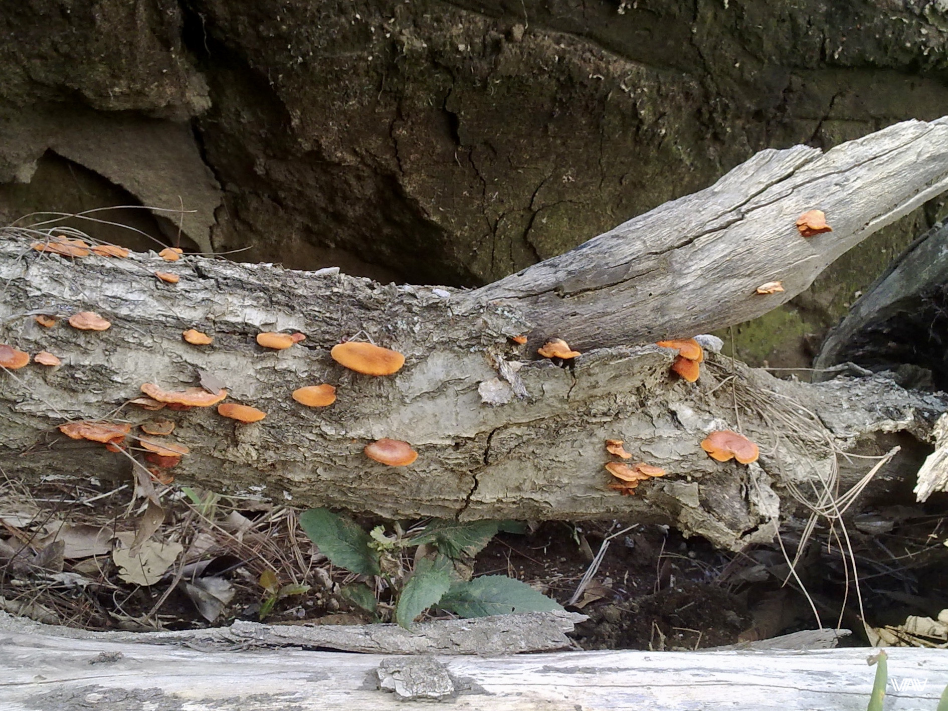 Вот такие грибы растут в Бахо Бокете, Панама 