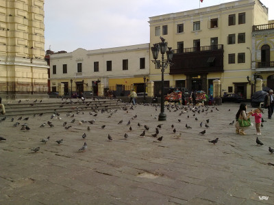 A lot of pigeons in Lima, Peru